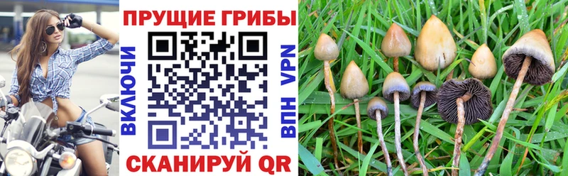 Купить где  Карасук  Галлюциногенные грибы GOLDEN TEACHER 